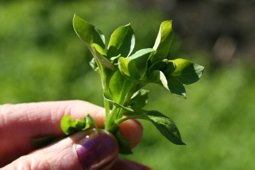 chickweed